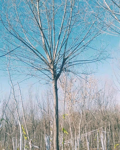 鹤壁柳树