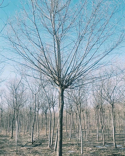 鹤壁柳树