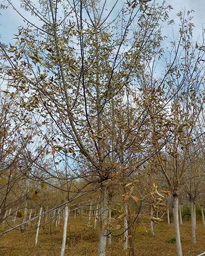 葫芦岛6-15公分糖槭冠美干直