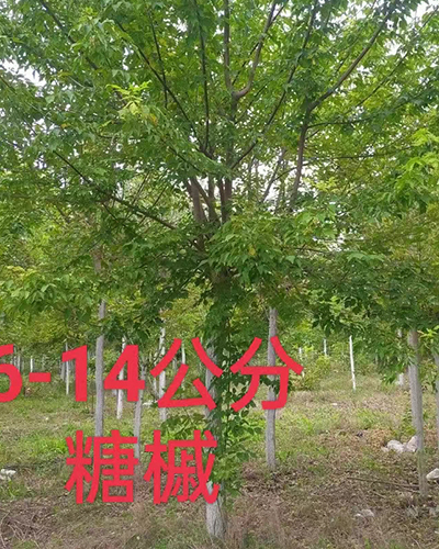 鄂州6-14公分糖槭