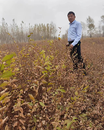 60-1.5米两年生家榆量大