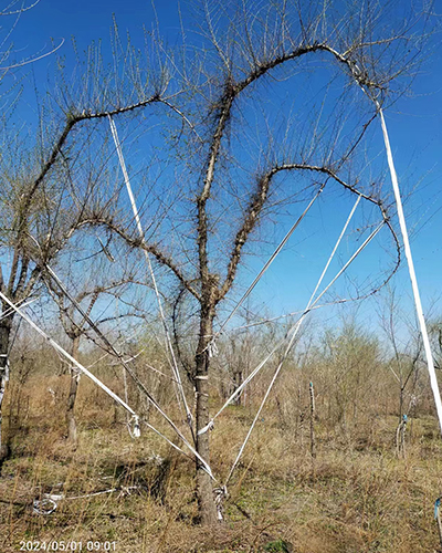 大小造型榆树